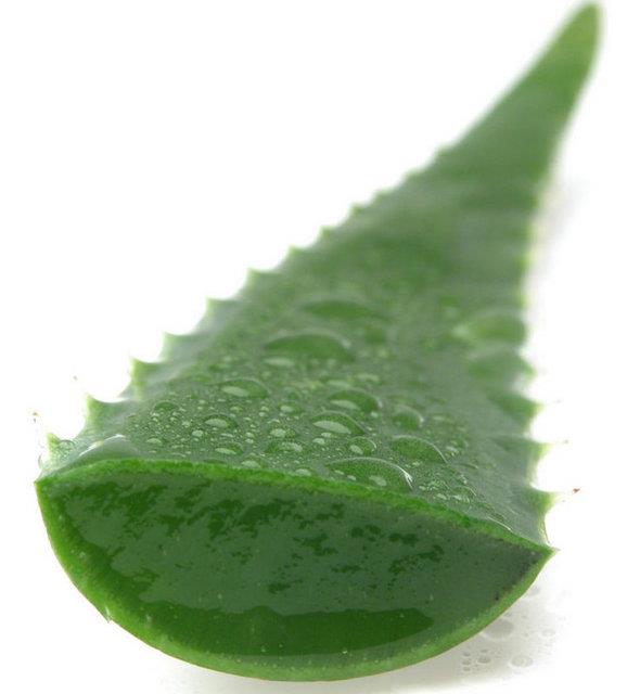 Aloe vera ime jelleri suyla kartrlarak iilirse yararl olabilir.