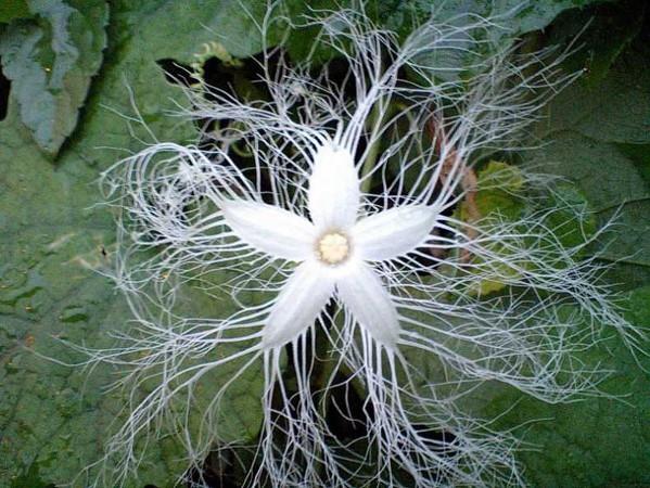 "adrlar iinde sahiplerine tahsis edilmi huriler vardr." Rahman 72