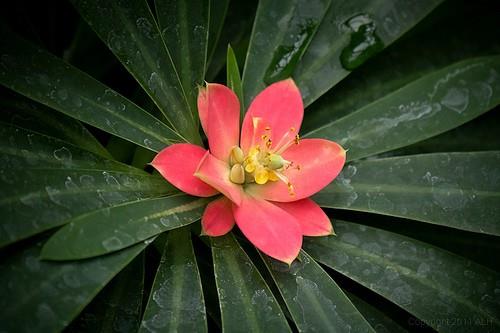 "O insanlarn etrafnda yle lmsz gen nedimler dolar ki, onlar grdnde etrafa salp dalm inciler sanrsn." nsan 19, Tur 24