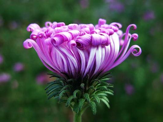 "Sakl inciler gibi, iri gzl huriler yaptklarna karlk olarak verilir." Vaka 22, 24