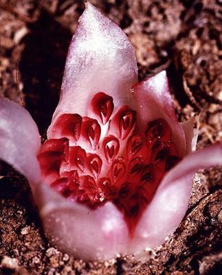 "Yanlarnda gzel baklarn yalnz onlara tahsis etmi iri gzl eler vardr. Onlar, gn yz grmemi yumurta gibi bembeyazdrlar." Saffat 48, 49