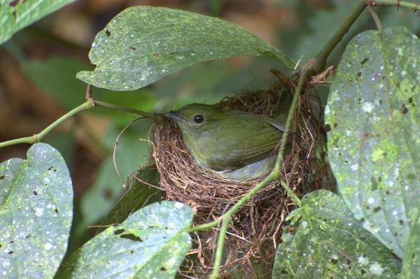 "Beendikleri meyveler, canlarnn ektii ku etleri, yaptklarna karlk olarak verilir." Vaka 20, 21