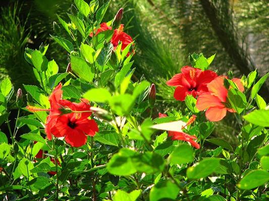 "Cennette altn ve gm bilezikler taklacaktr." Kehf 31, Fatr 33, nsan 21