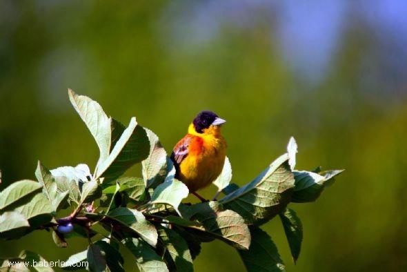 "Berrak, iene lezzet veren, sersemletmeyen ve sarho etmeyen ikileri vardr." Saffat 46, 47