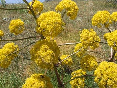 <br><b>akrotu</b></br>  Yksek dozlarda kullanm huzursuzluk, baars, diyare, gaz gibi sindirim sistemi rahatszlklar ve dudaklarda imeye neden olabilir.