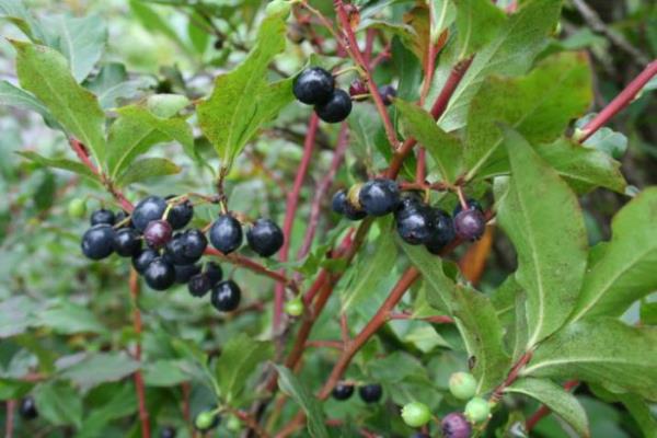 <br><b>Ay zm</b></br>  Bulant, kusma, ar duyarlk gsterebilir. Bir haftadan daha uzun sre kullanlmamaldr.