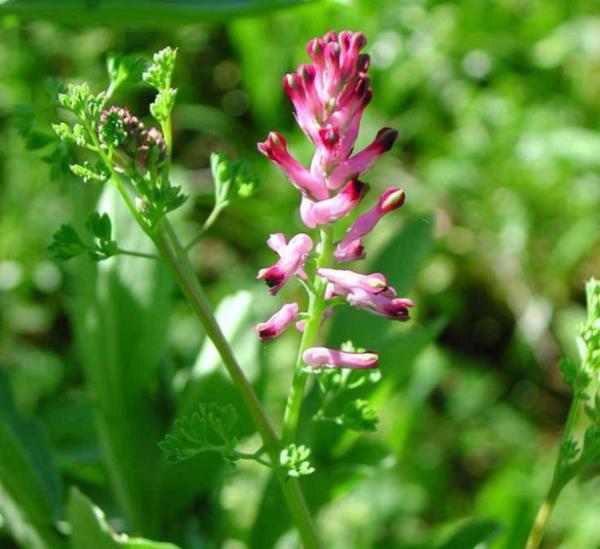 <br><b>ahtere</b></br>  Safra kanal tkanklklarnda, safra ta olanlarda ve safra ile ilgili baka rahatszlklarda ayrca hepatitte kullanm tavsiye edilmemektedir.