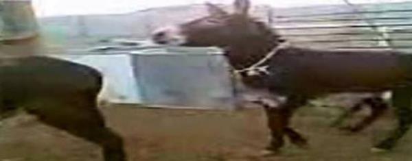 Trkiye'nin YouTube'da en ok izlenen videosu "Balkesir'in lgn Eekleri" telif hakk gerekesiyle siteden kaldrlmt. Youn tepki ve telif talebinin gereki olmad anlalnca video geri dnd.