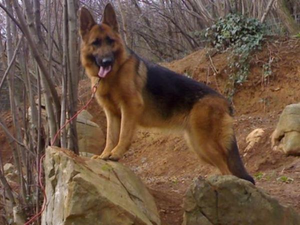 "Kimyasal deiiklikleri koklamak uyuturucu ya da bomba bulmaktan farkl deil" diyor Beck.