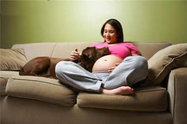 2002'deki bir aratrmaya gre stresli bir i yapmaya alrken ei, aileden biri ya da yakn bir arkada yerine evcil hayvan yannda olanlar daha az stres yayor.