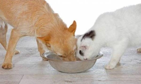 Evcil hayvan sahiplerinin kalp krizinden kurtulma oran olmayanlara nazaran daha yksek.