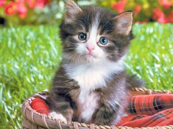 Hayvan yardml terapi (dier adyla hayvan ziyaretleri) hastanelerde ar ynetiminde kabul edilir bir yntem oluyor.