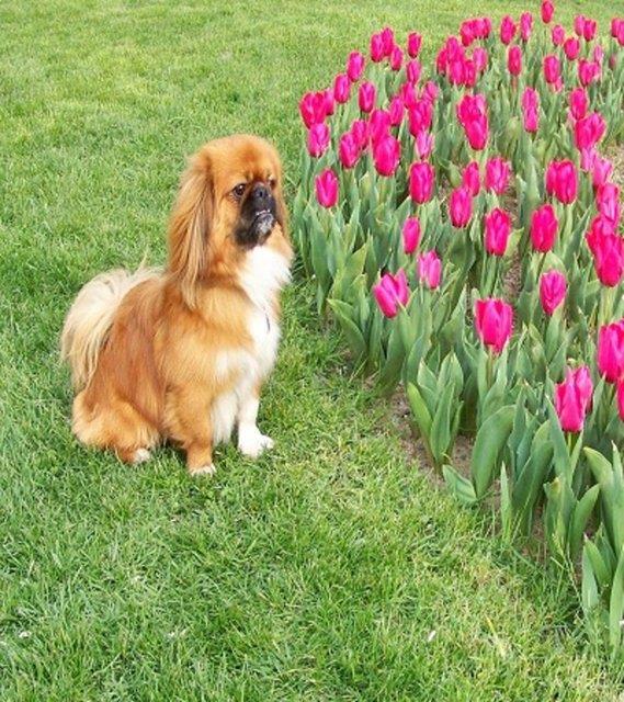 Evcil hayvan sahibi olmak doann baklk terapisidir.