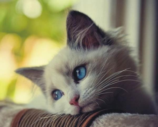 Stresi azaltarak kortizol ve norepinefrin gibi kimyasallar da azaltan evcil hayvanlar yaam boyu baklk sunar.