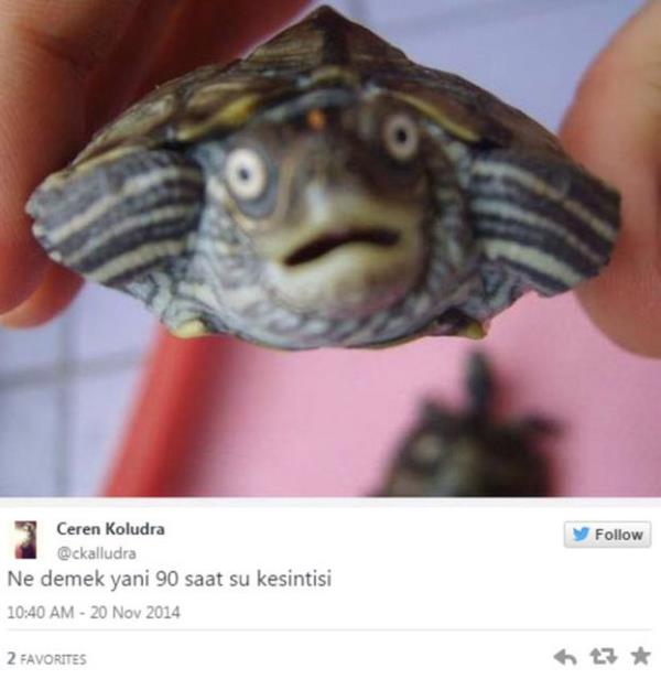 Bu kararlara Twitter kullanclarndan tepki gecikmedi.