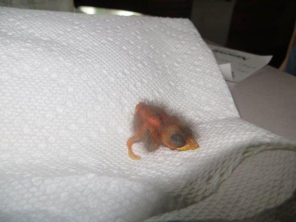 2. Gn: Dumpling ad verilen bebek kuun memesi iin gerekli nlemler alnd.