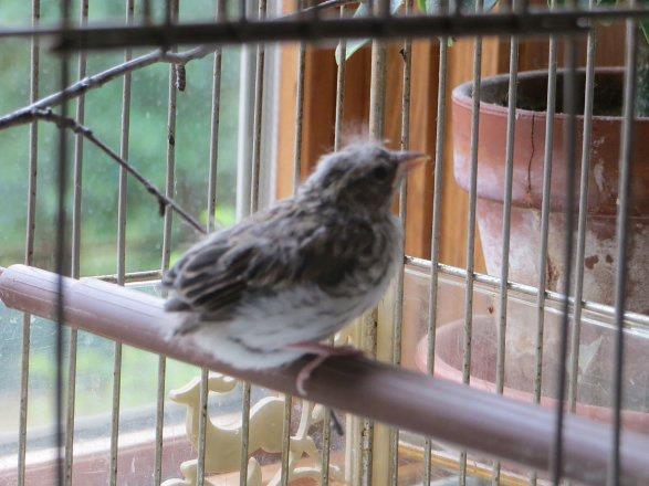 11. Gn: Daha bir kuyruu olmad iin zor dengede duruyordu.