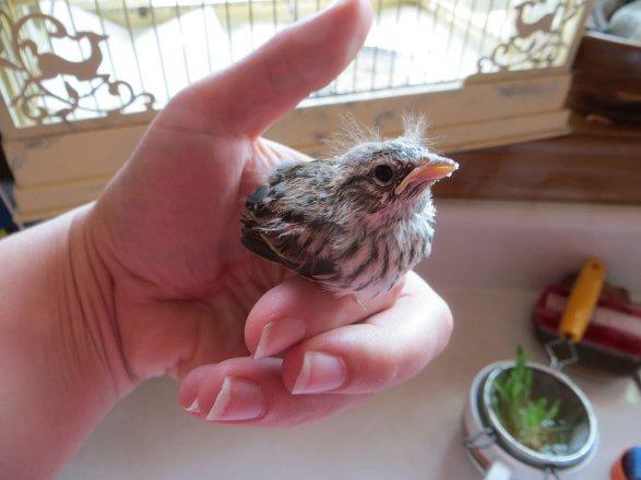 12. Gn : Annesi kk kuu seviyor ve beslenmesine dikkat ediyordu.