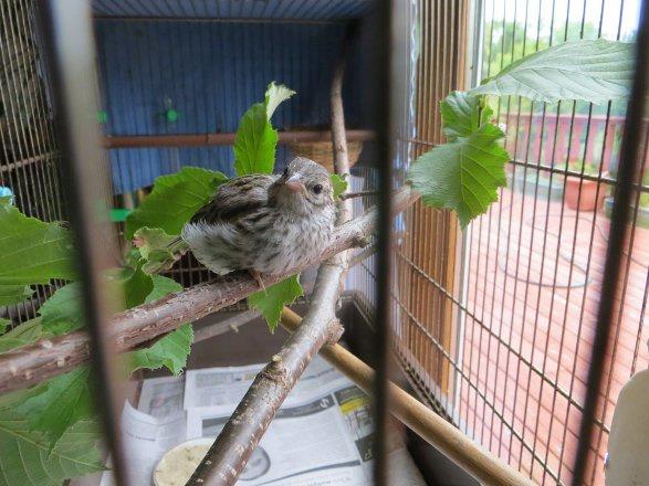 17 Gn: Kk ku iin doal ortam taklit eden bir kafes yaplyor. O kafesi seviyor ve her yerde erbetiotu var.