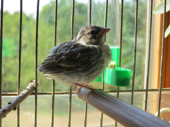 13 Gn : Kk kuun becerileri son derece dzeldi. Bacaklar artk daha dik.