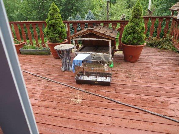 22 Gn : Kk ku, rzgar ve gnein ilk halini gryor. Der kular onunla iletiime geebiliyor ve kendi arklarn sylyor.