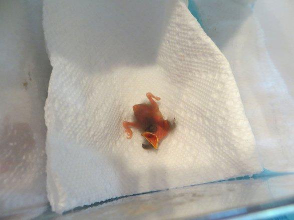 1.Gn: Kk ku hala gvdesine balanm kabuundan paralar ile kaldrm da bulunur.