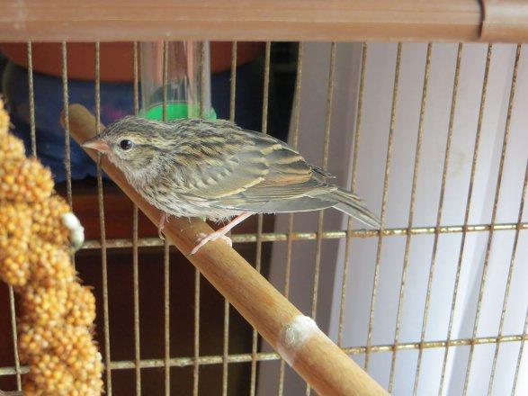 27 Gn: Kk ku tohum ve solucanlar seviyor.