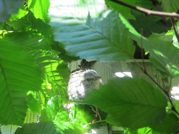 33 Gn: Kk ku artk hazr.