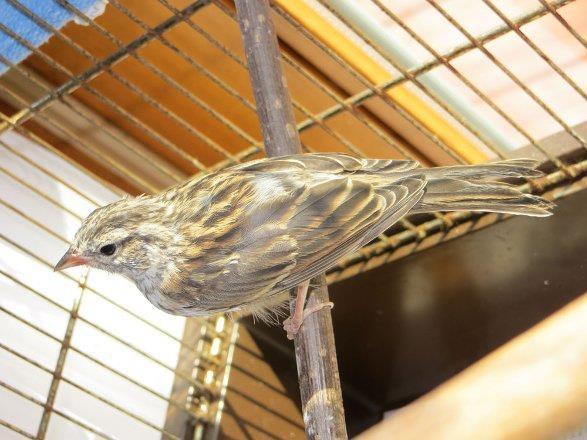 36 Gn : Byk gn sonunda geldi. Onun bulunduu yerden gzel bir sabahta kafesin kaps alr, ve kk ku nihayet ait olduu yere braklr.