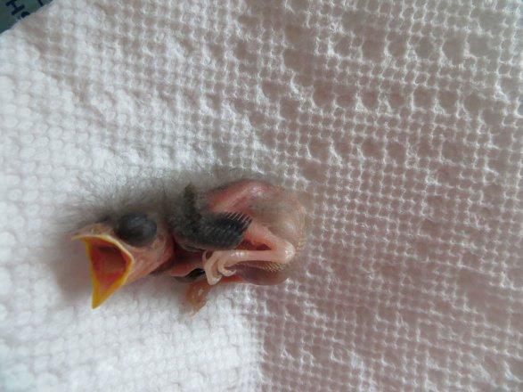 4. Gn: Kk kuun kanat tyleri bymeye ve yiyecek iin her 30-45 dakikada bir tmeye balad.