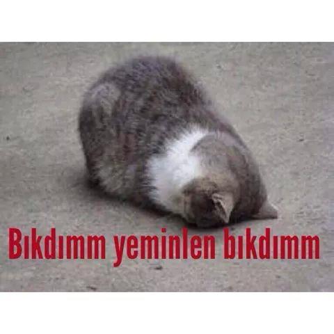 Babakan Ahmet Davutolu, retmenler Gn nedeniyle yapt konumada Ocak aynda 15 bin yeni retmen atamas yaplacan syledi. Her yl ortalama 30 bin mezun veren ktisadi ve dari Bilimler Fakltelerinde ise isyan var.  @400BinBFMezunuOYvermiyor.Sosyal medyada 400BinBFMezunu OYvermiyor hashtag'na binlerce kii mesaj gnderiyor.