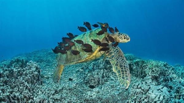 Hawaii - David Fleetham