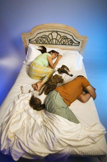 2014'te yaplan bir aratrmaya gre hayvan sahibi olan insanlarn %30'u hayvanlaryla beraber uyuduklar zaman geceleri en az bir kere uyandklarn belirtiyor.
