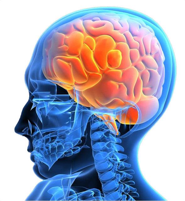 Beynimizin ortasndaki merkezde, vcut scakln ayarlayan s dzenleyiciler bulunur.