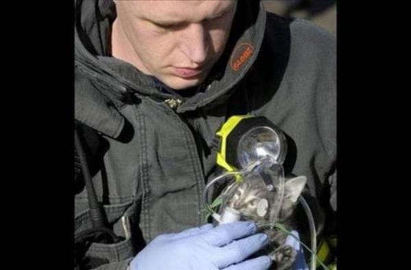 Yangndan kurtarlan yavru kedi.