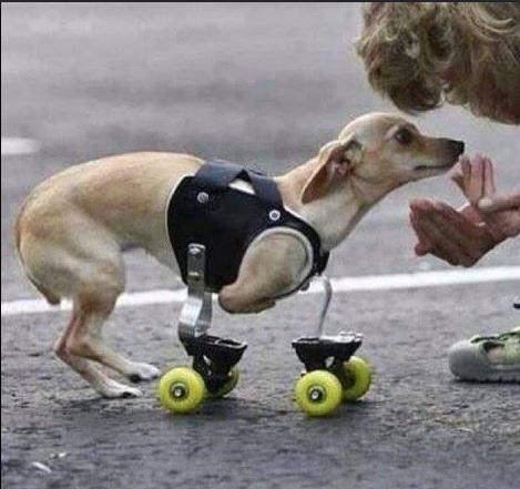 Engelin insan veya hayvan olmaz yeter ki vicdanmz kaybetmeyelim.