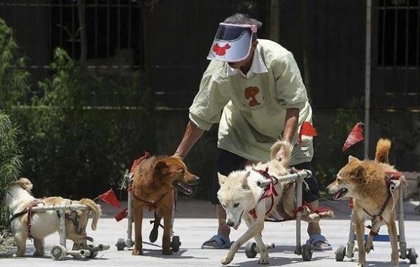 Engelin insan hayvan olmaz. Engel tm canllar iin yeter ki dnmeme engelinden koruyalm kendimizi