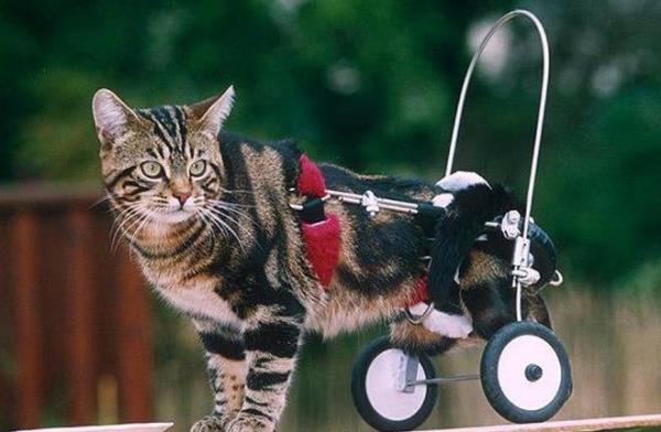 Engelin insan hayvan olmaz. Yeter ki vicdanmz kaybetmeyelim.