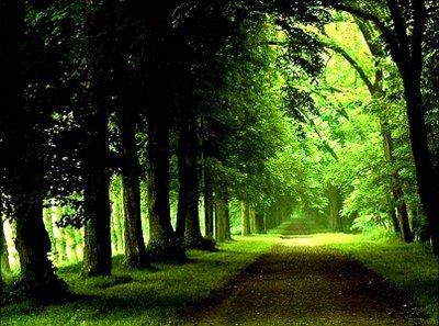 Belgrad Orman; stanbul'un kuzeyinde, stanbul Boaz'nn batsnda bulunan ormanlk blge. Saryer- baheky snrlar iinde bulunan ve mesire amal kullanlan blge Karadeniz kylarna 4,2 km. kadar mesafededir.