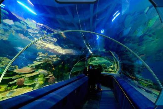 Turkuazoo'da balklar ve balk adamlar izleyin ; stanbul Esenler'de alan Forum stanbul Alveri Merkezi bu yl iinde at Turkuazoo ile olduka ilgi ekti. Turkuazoo Trkiye'nin ilk akvaryumu olma zelliini tayor. Forum stanbul da ayrca Avrupa'nn en byk alveri merkezi...