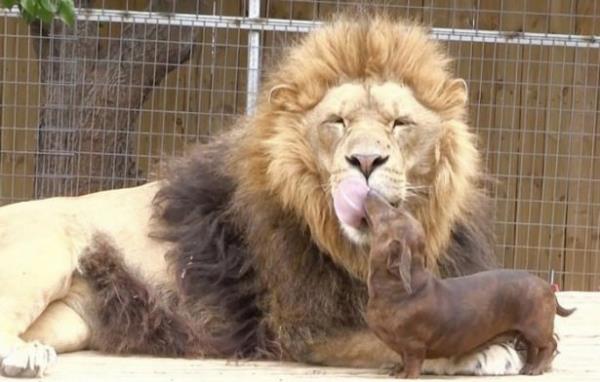 5 yl nce neredeyse ayn boydalard. Aradan geen yllar Bonedigger'in cssesini olduka bytt.