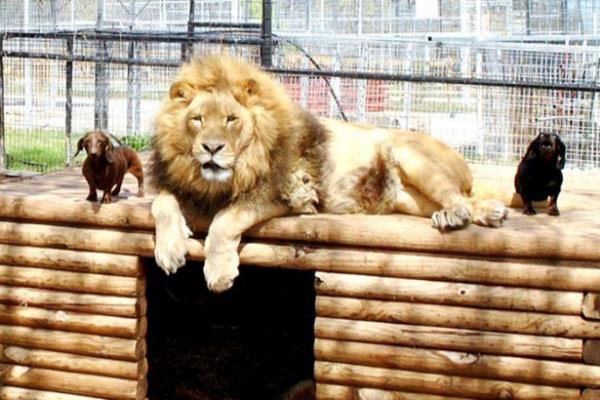 uan Milo 6 kilo, Bonedigger ise 250 kilo fakat hala ok iyi arkadalar.