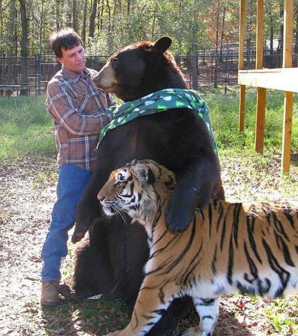 Uyuturucu kaaks, bu hayvanlarn derilerinin altna uyuturucu yerletirip, uyuturucu ticaretini hayvanlar zerinden yapyordu.