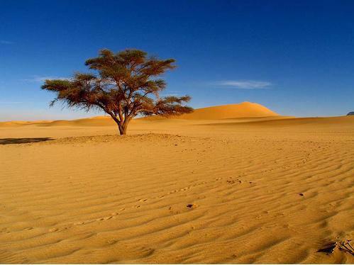 Yeryznn yedide birini kaplayan ller yaamn olanaksz olduu blgelerden saylr.
