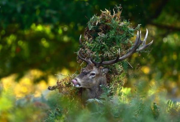 Londra'daki Richmond Park'ta bir geyik kendini 'kamufle' etmi. (Toby Melville )