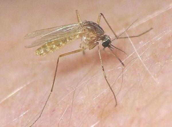 Sivrisinekleri eken baka bir etken ise ayak kokusu.