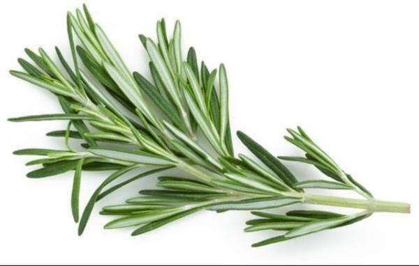 Alk kan ekeri, sekiz ila 12 saat yiyeceksiz kalndnda (genellikle gece) llen eker deeridir.