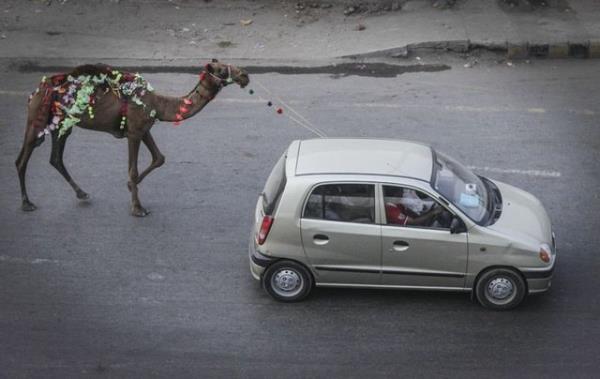 Pakistan'n Lahor kentinde vatandalar, satn aldklar kurbanlklarn aralaryla tad. 5.10.2014