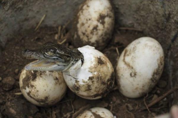 Endonezya'nn Semarang kentinin Mangkang Hayvanat Bahesi'nde bulunan 63 timsah yumurtasndan 19 timsah yavrusu kt. 24.11.2014
