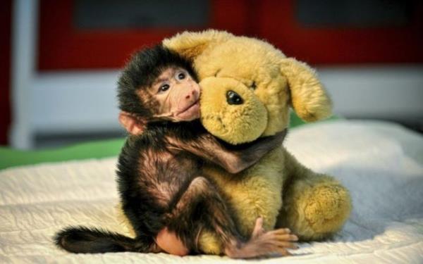 Gaziantep Hayvanat Bahesi'nde annesi tarafndan terk edilen ve normal artlarda annesine sarlarak byd belirtilen yavru babun, srekli sarld pel ay ile adeta anne scakln gidermeye alyor. 16.11.2014